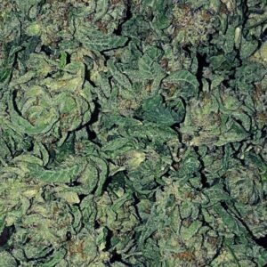 Buy Jamaican Pearl