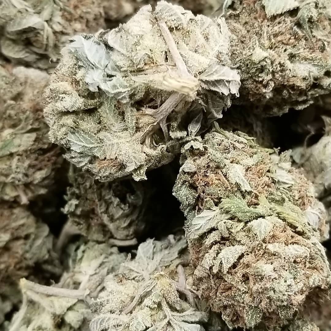 Purple Lemon Haze