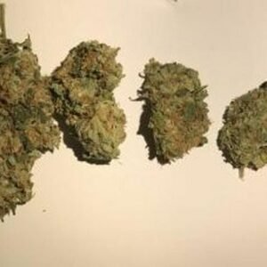 Critical Kush